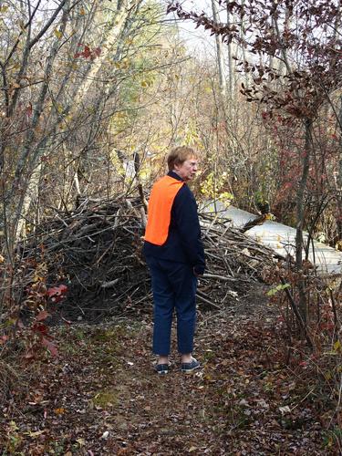 beaver lodge at Oxbow National Wildlife Refuge in Massachusetts