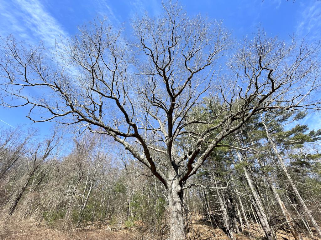 outstanding tree in April at Oxbow National Wildlife Refuge North in Massachusetts