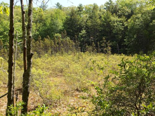 bog at Oyster River Forest in southeastern New Hampshire