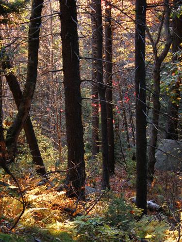 backlit woods on Pack Monadnock Mountain in New Hampshire