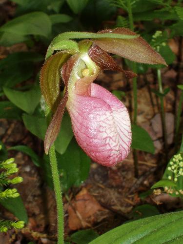 Pink Lady's Slipper flower