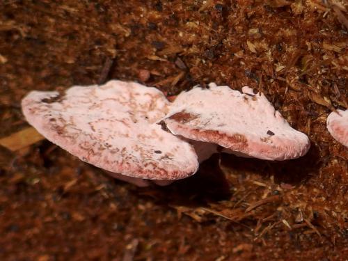 Coral-pink Merulius (Phlebia incarnata) in September at Paradise Point Wildlife Sanctuary in New Hampshire