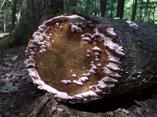 Coral-pink Merulius