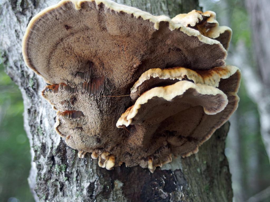 Alder Bracket (Inonotus radiatus) in September at Paradise Point Wildlife Sanctuary in New Hampshire