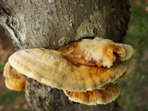 Alder Bracket (Inonotus radiatus) in September at Paradise Point Wildlife Sanctuary in New Hampshire