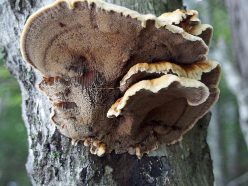 Alder Bracket (Inonotus radiatus) in September at Paradise Point Wildlife Sanctuary in New Hampshire