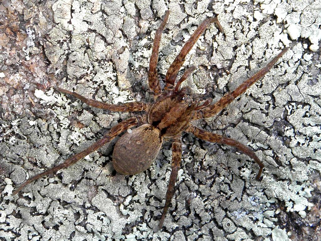 probably a Wolf Spider (Lycosa spp.) on Parker Mountain in New Hampshire