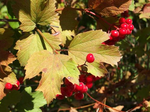 Highbush Cranberry (Viburnum trilobum) in fruit beside Parsons Way at Kennebunkport in southern Maine