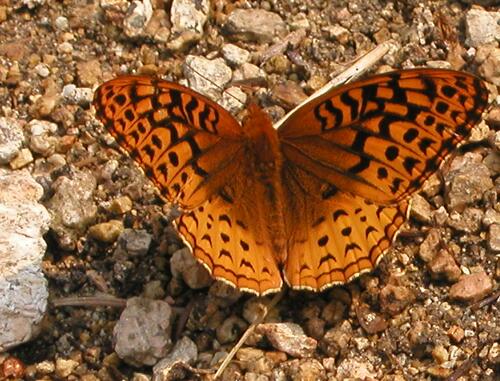 Fritillary butterfly