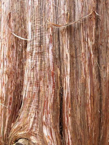 cedar bark