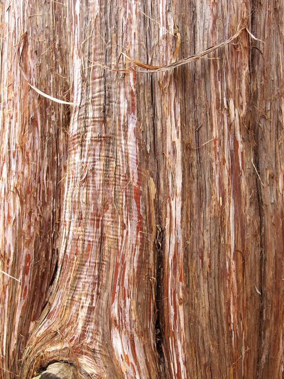 bark of a mature specimen of Eastern Red Cedar (Juniperus virginiana) beside the trail to Pawtuckaway South Mountain in New Hampshire