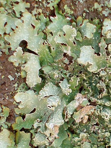 Sea-storm Lichen