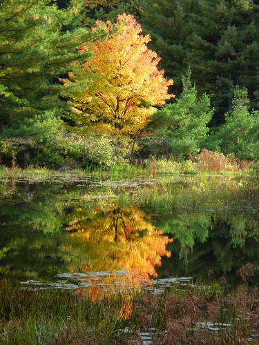 lone golden tree