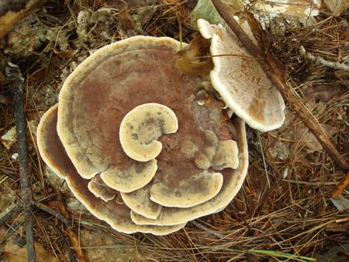 Dye Maker's Polypore