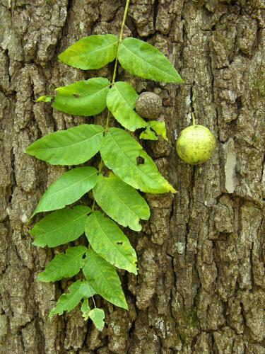 Black Walnut