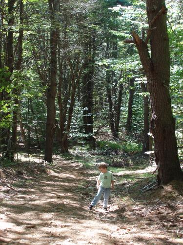 woods trail to Pawtuckaway Middle Mountain in New Hampshire