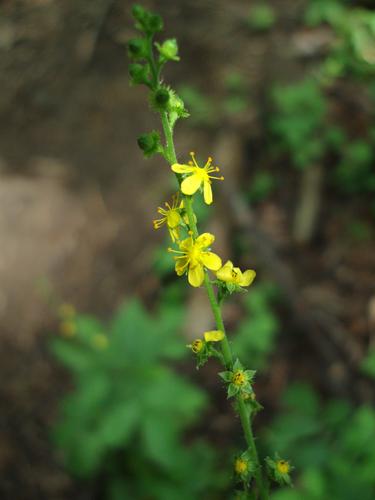 Downy Agrimony (Agrimonia pubescens)