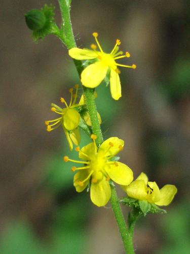 Downy Agrimony (Agrimonia pubescens)