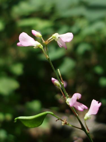 Cluster-leaved Tick-trefoil