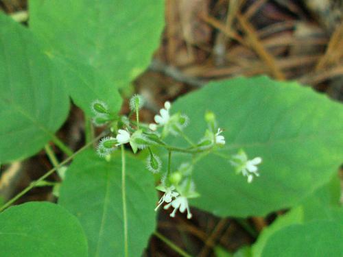 Broadleaf Enchanters Nightshade