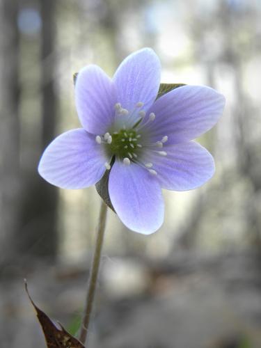 Round-lobed Hepatica