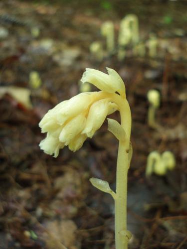 Pinesap (Monotropa hypopithys)