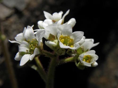 Early Saxifrage