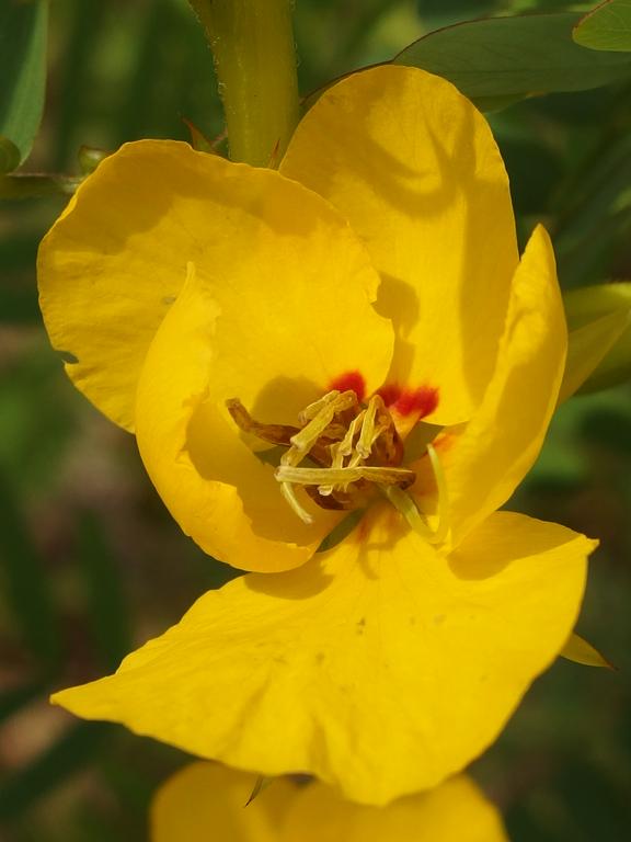 Partridge Pea (Chamaecrista fasciculata) growing in July at Peabody Town Forest in Pelham, NH