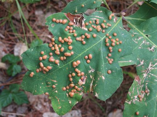 Oak Leaf Gall