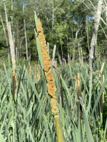 Broadleaf Cattail (Typha latifolia) in July on the Peace Trail at Westford in northeast MA