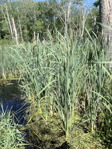 Broadleaf Cattail