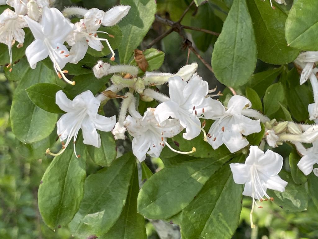 Swamp Azalea (Rhododendron viscosum) in July on the Peace Trail at Westford in northeast MA