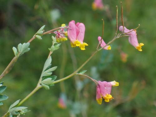 Pale Corydalis flowers