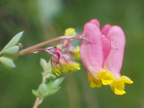 Pale Corydalis flowers