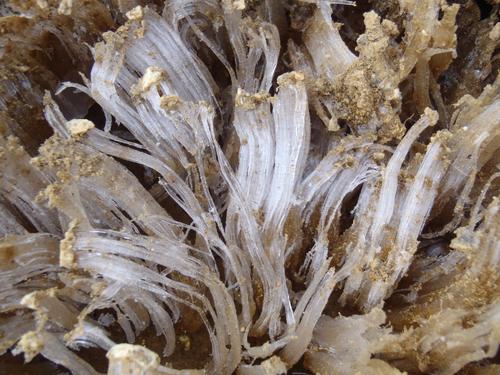 needle ice crystals on the trail to Peaked Mountain in New Hampshire