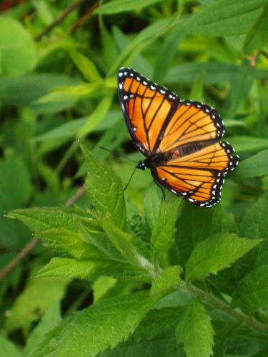 Viceroy butterfly