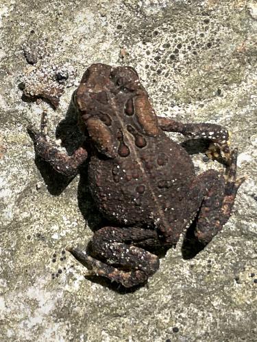 toad in May at Peaked Mountain near Monson in south-central MA