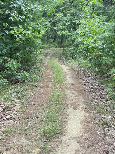 trail in July at Pelham Road Conservation Area in southern NH