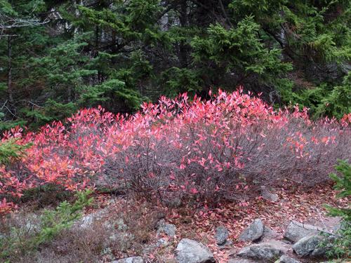 lingering color in November atop Penobscot Mountain within Acadia Park in coastal Maine