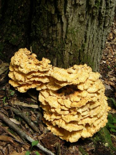 Chicken of the Woods