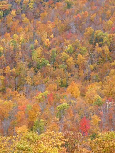 fall forest