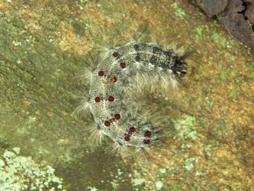 Gypsy Moth (Lymantria dispar)