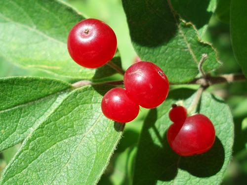 Tartarian Honeysuckle berries