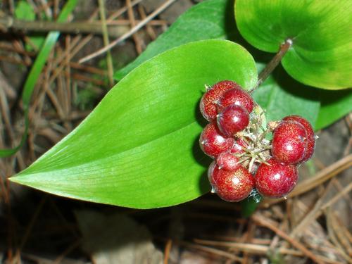 Canada Mayflower berries