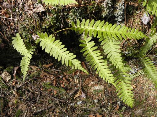 Common Polypody (Polypodium virginianum)