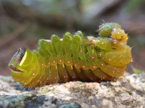 Luna Moth caterpillar