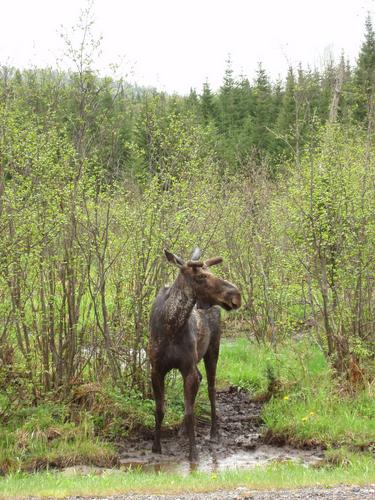 young male moose by the side of Route 3 in Pittsburg in New Hampshire