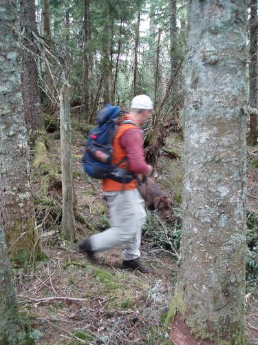 bushwhack hiker in the woods on West Prospect Hill in New Hampshire