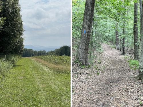 trails in August at Perry Peak in western MA