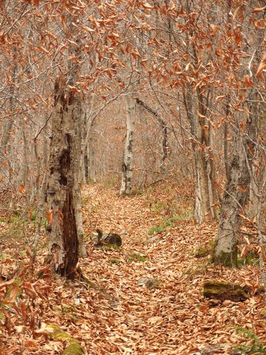 section of the Appalachian Trail / Long Trail on the way to Peru Peak in southern Vermont